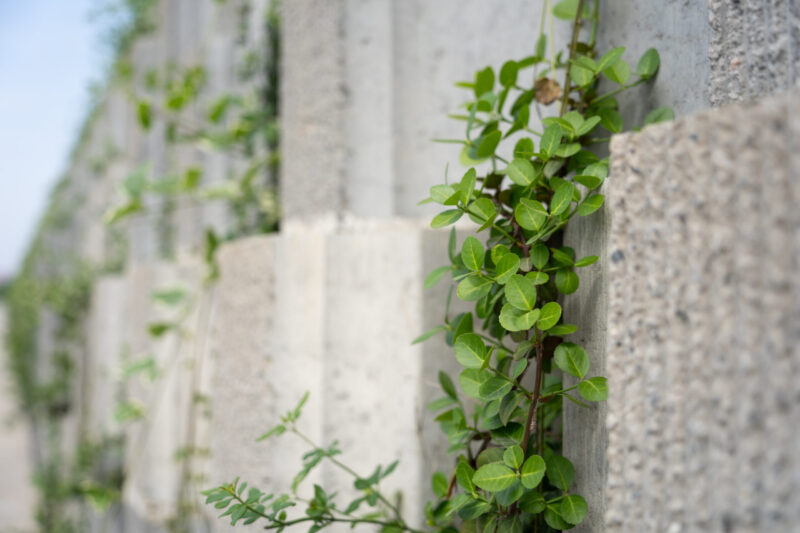 Close up of green vine plants climbing on a concrete wall outdoors